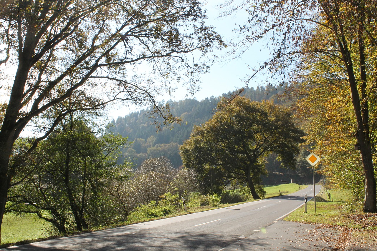 autumn road trees free photo