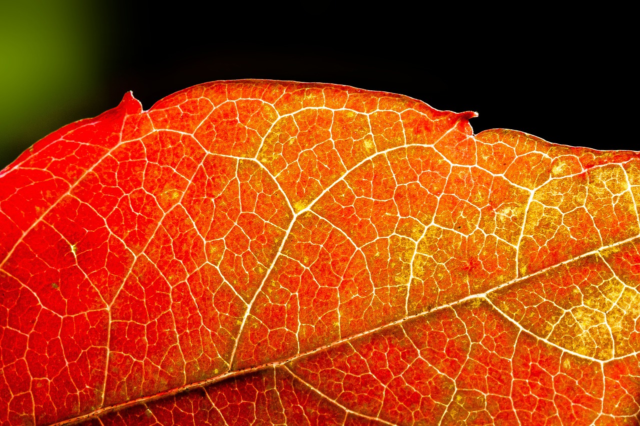 autumn wine partner red free photo