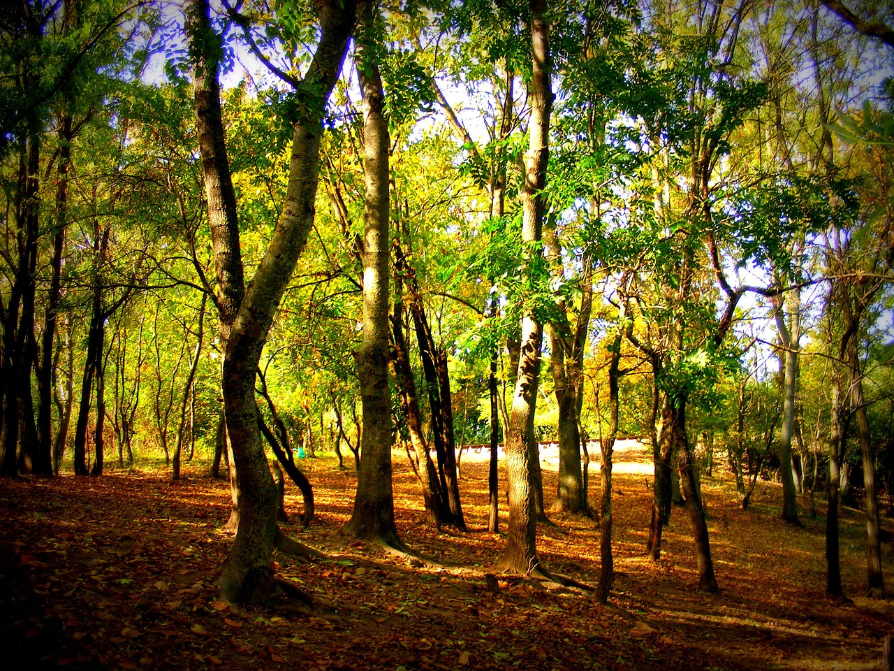 autumn forest colors free photo