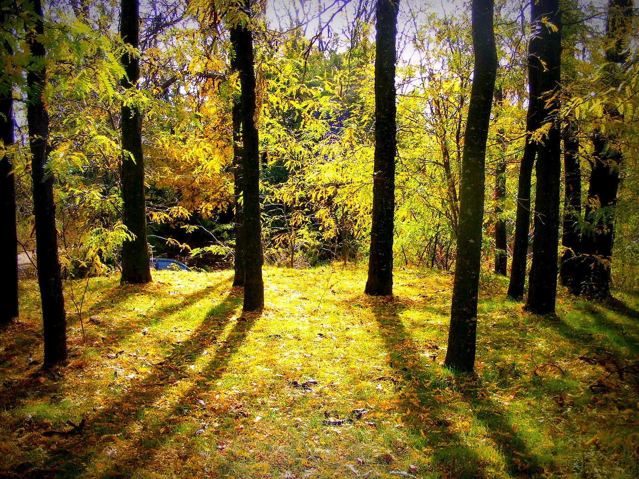 autumn forest colors free photo