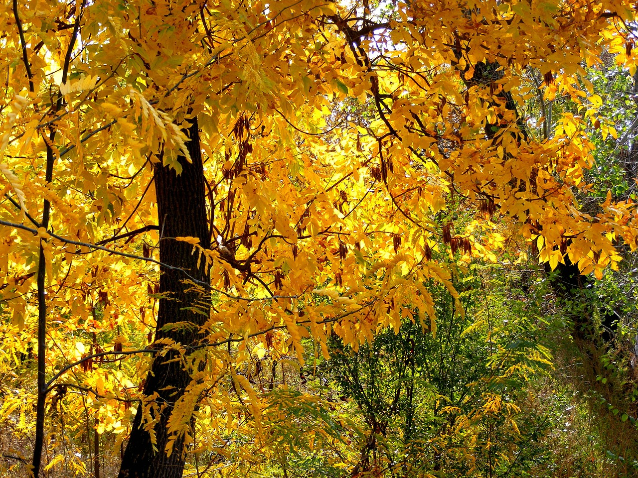 autumn forest colors free photo