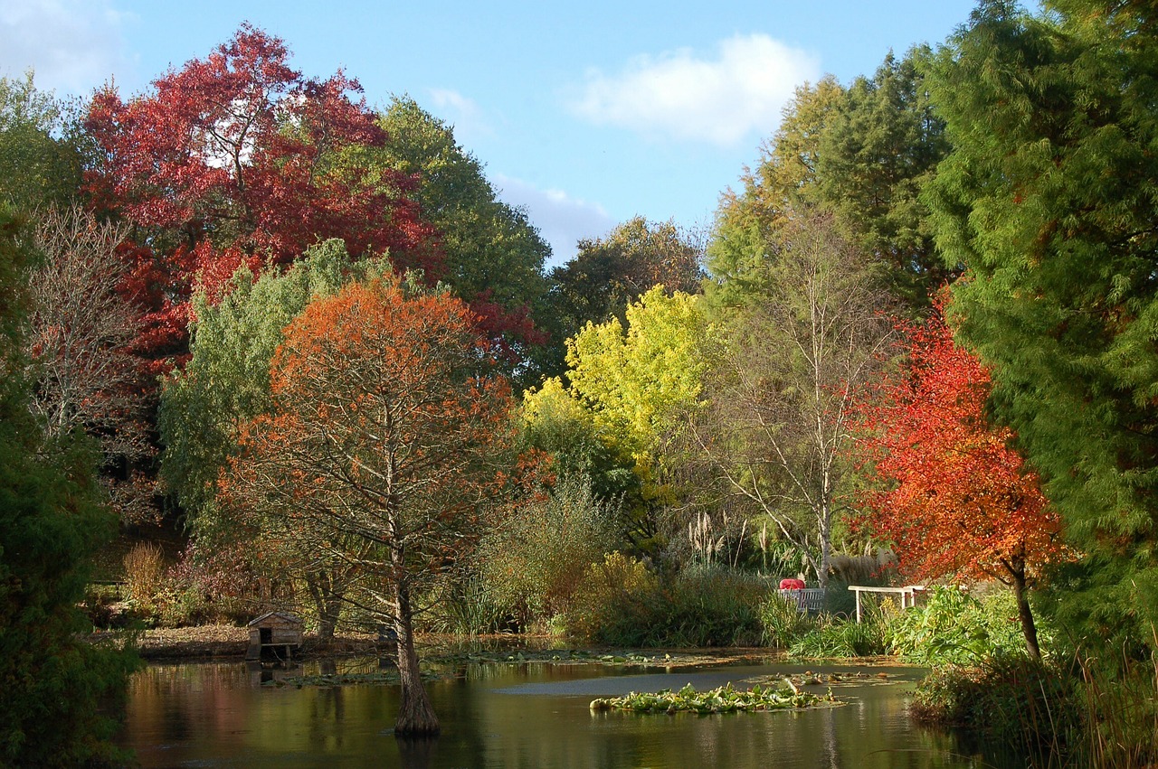 autumn trees fall free photo