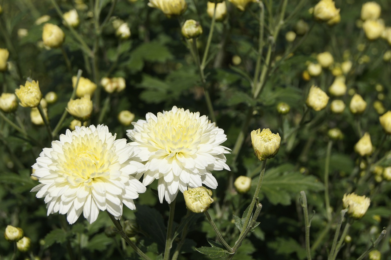 autumn chrysanthemum landscape free photo