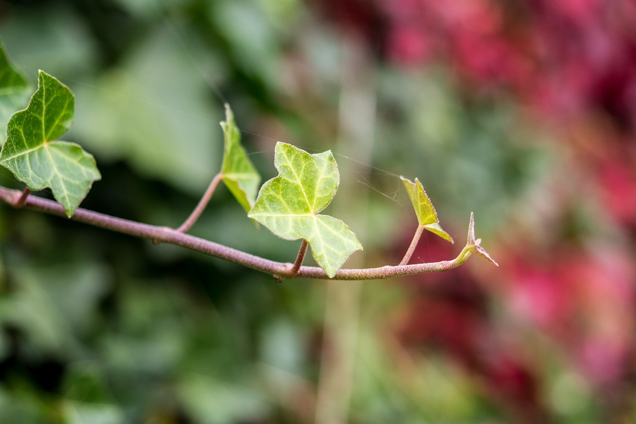 autumn leaves golden autumn free photo