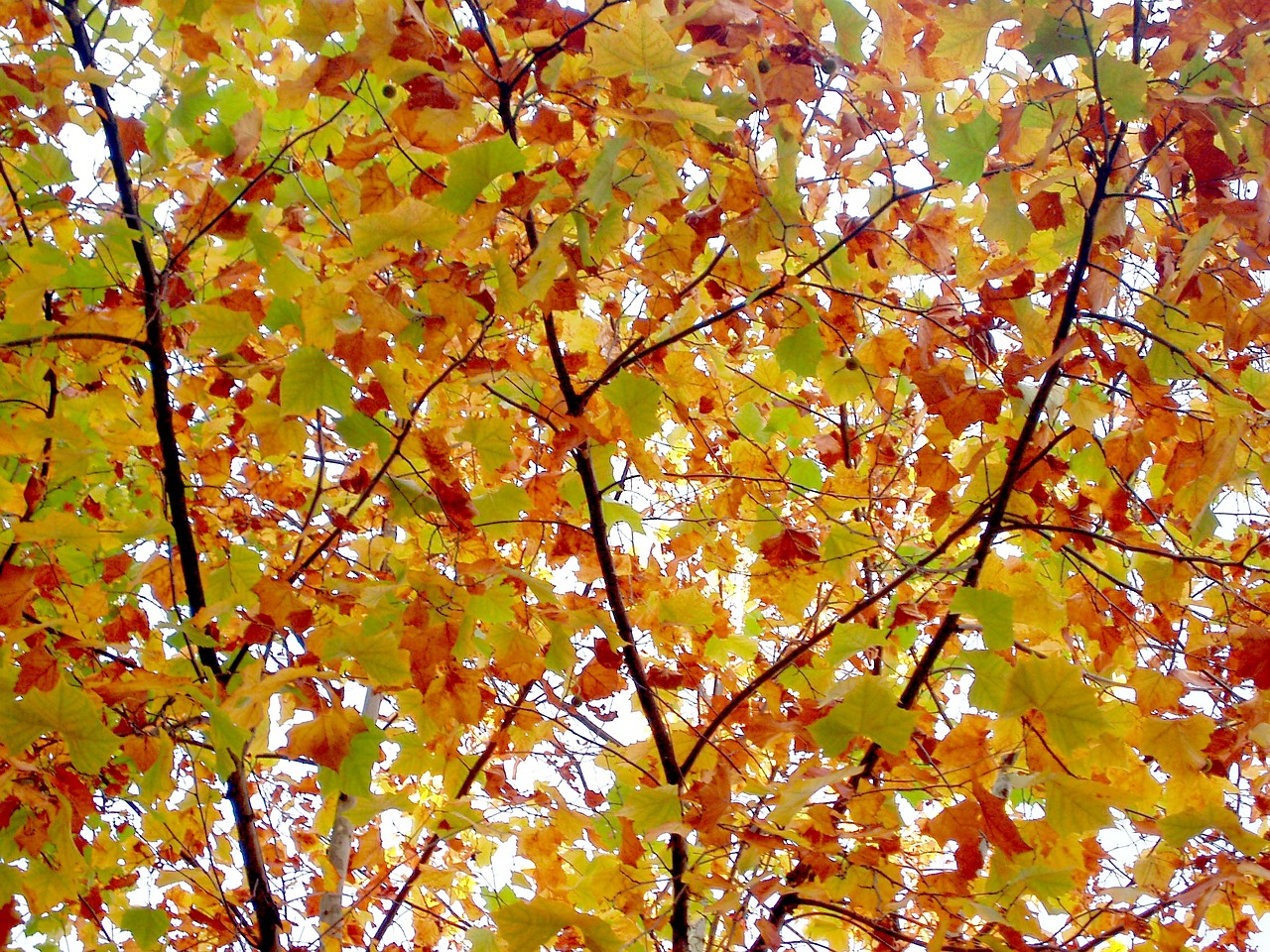 autumn autumn leaves wood free photo