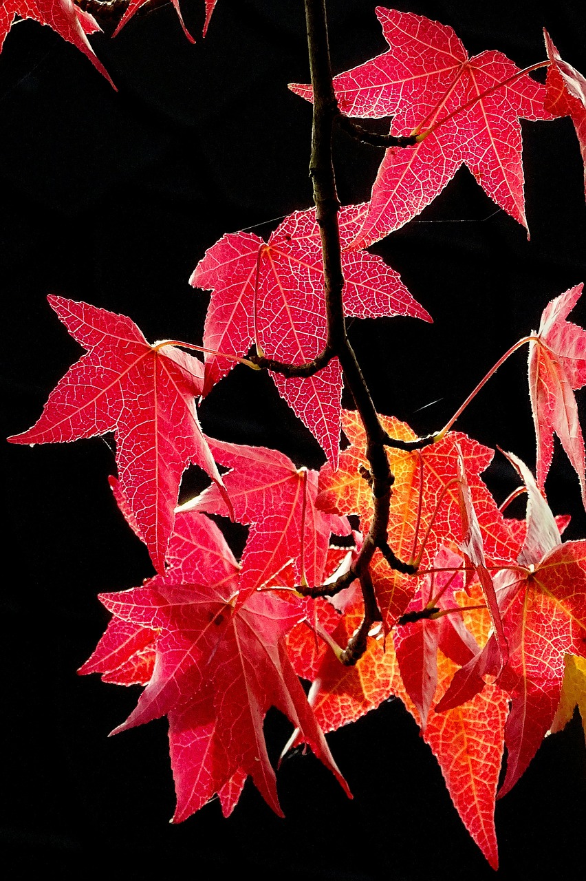 autumn leaves leaves in the autumn free photo