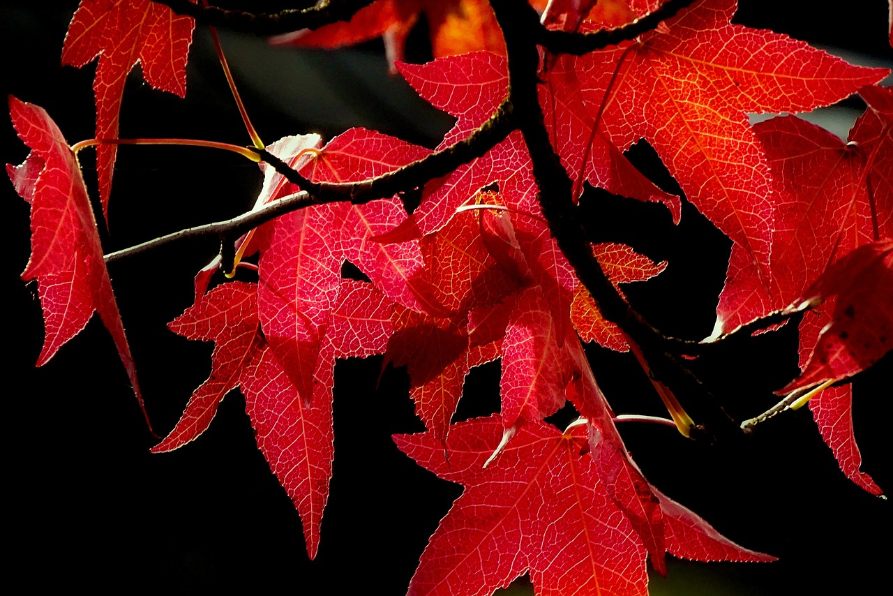 autumn leaves leaves in the autumn free photo