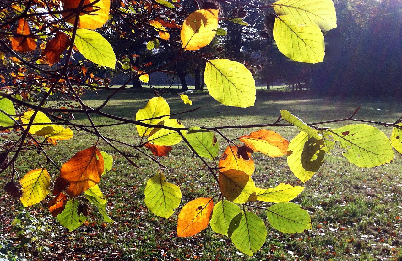 autumn park leaves free photo