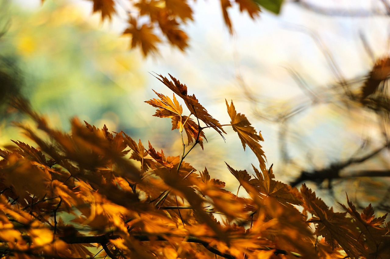 autumn leaves autumn leaves free photo