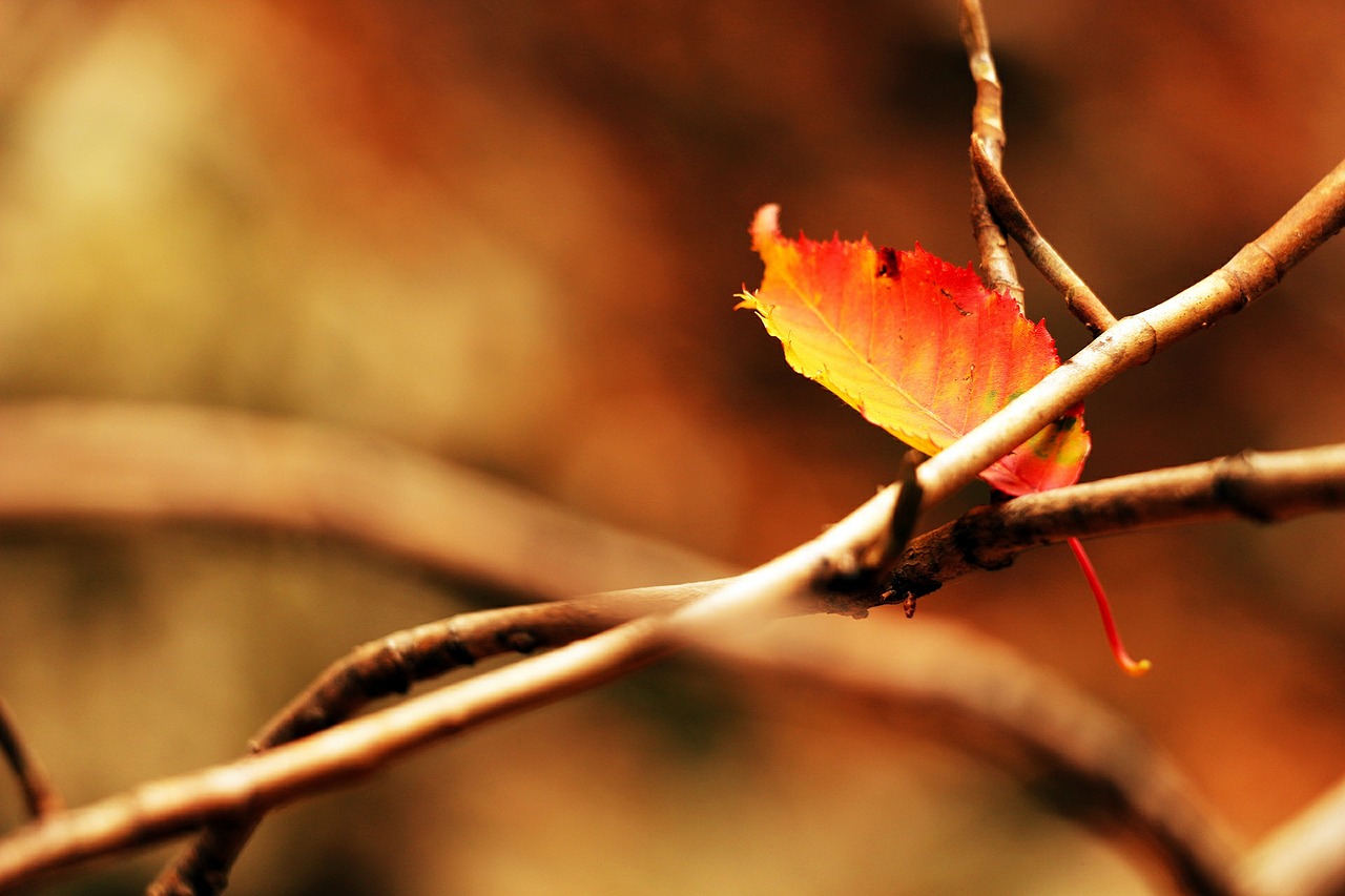 autumn autumn leaves the leaves free photo