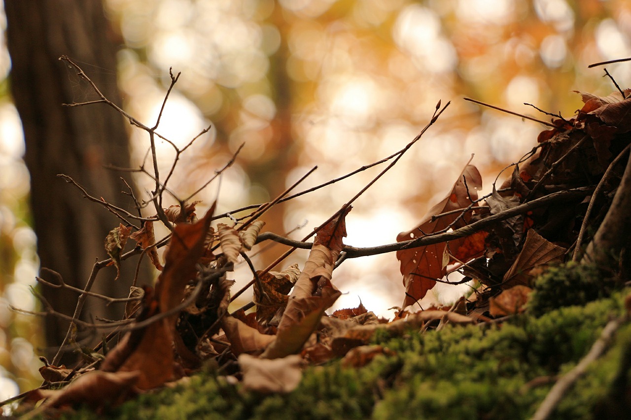 autumn leaves the leaves free photo