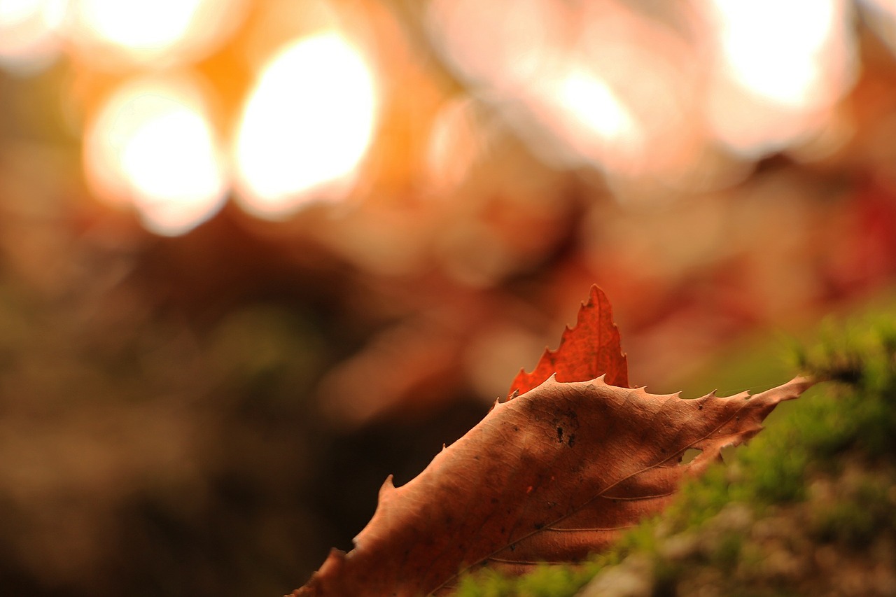 autumn memory leaves free photo