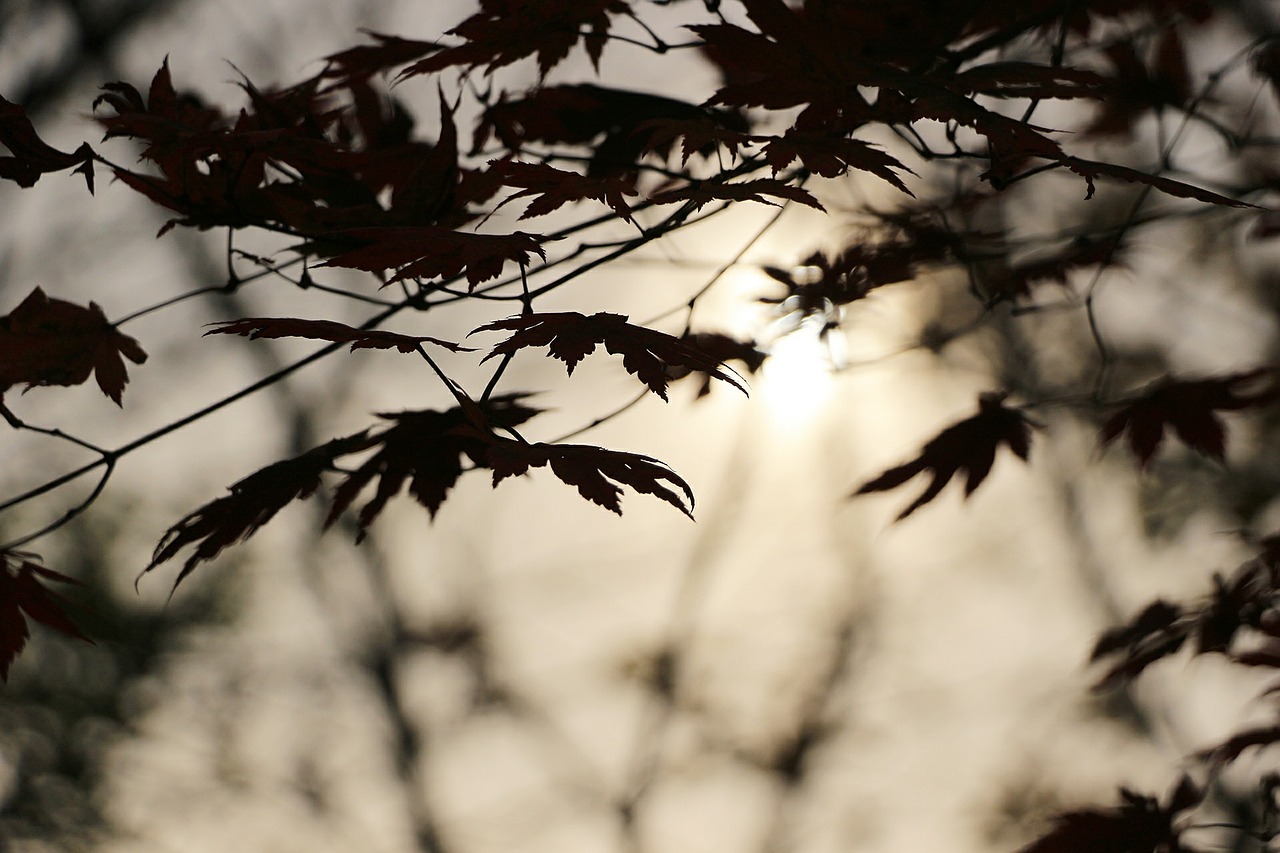 autumn sunset wood free photo