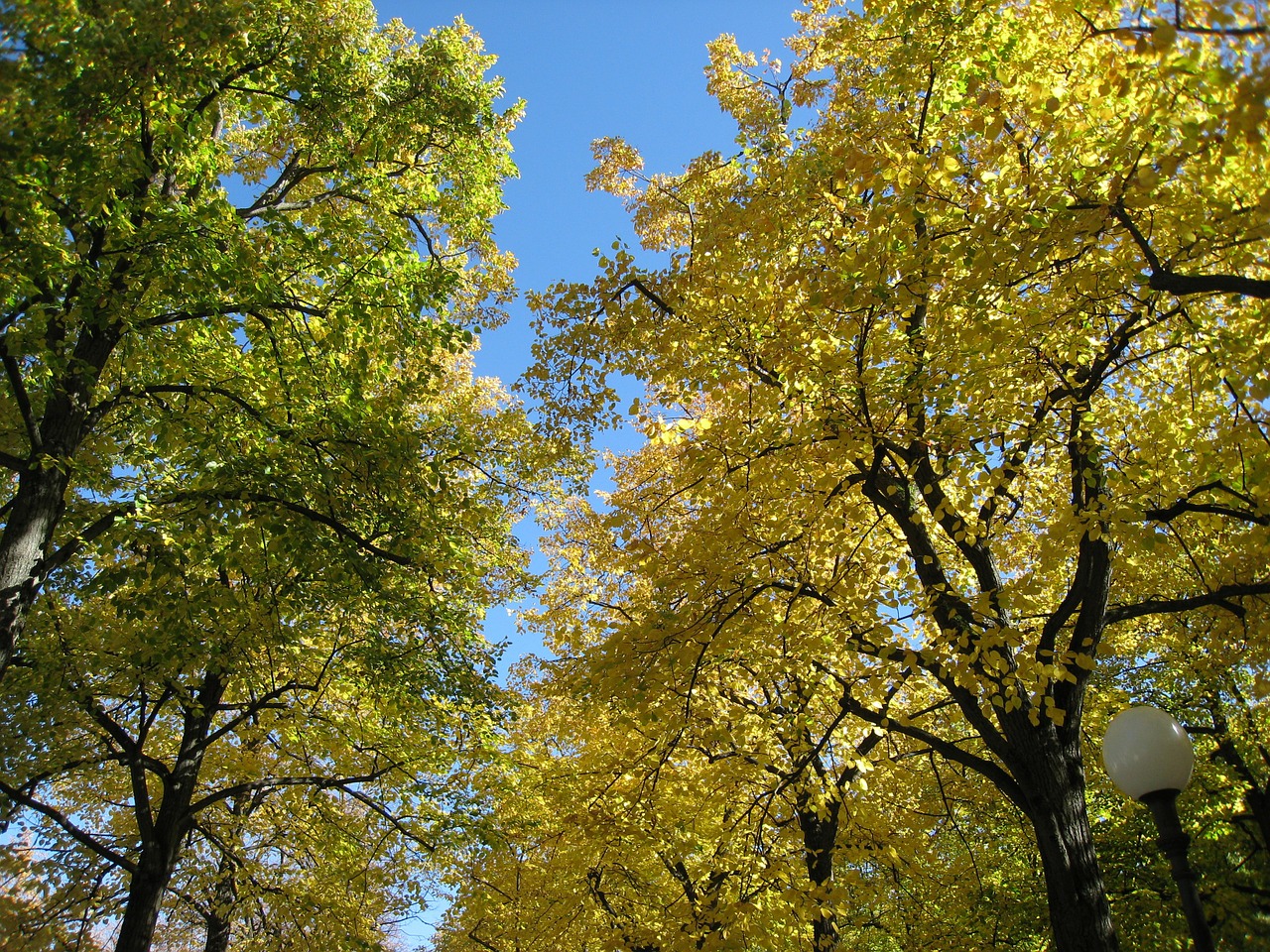 autumn leaves trees free photo