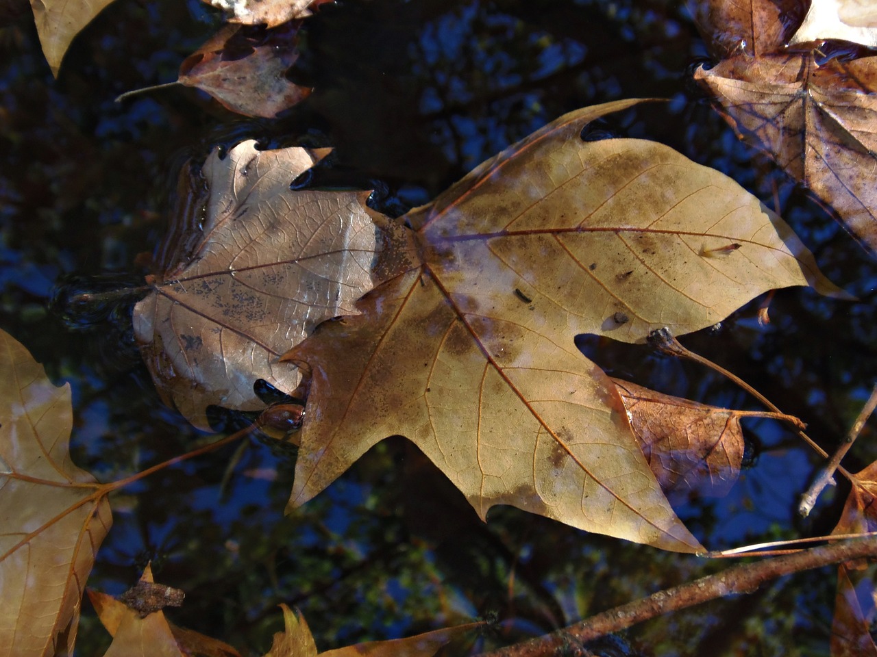 autumn leaves water free photo