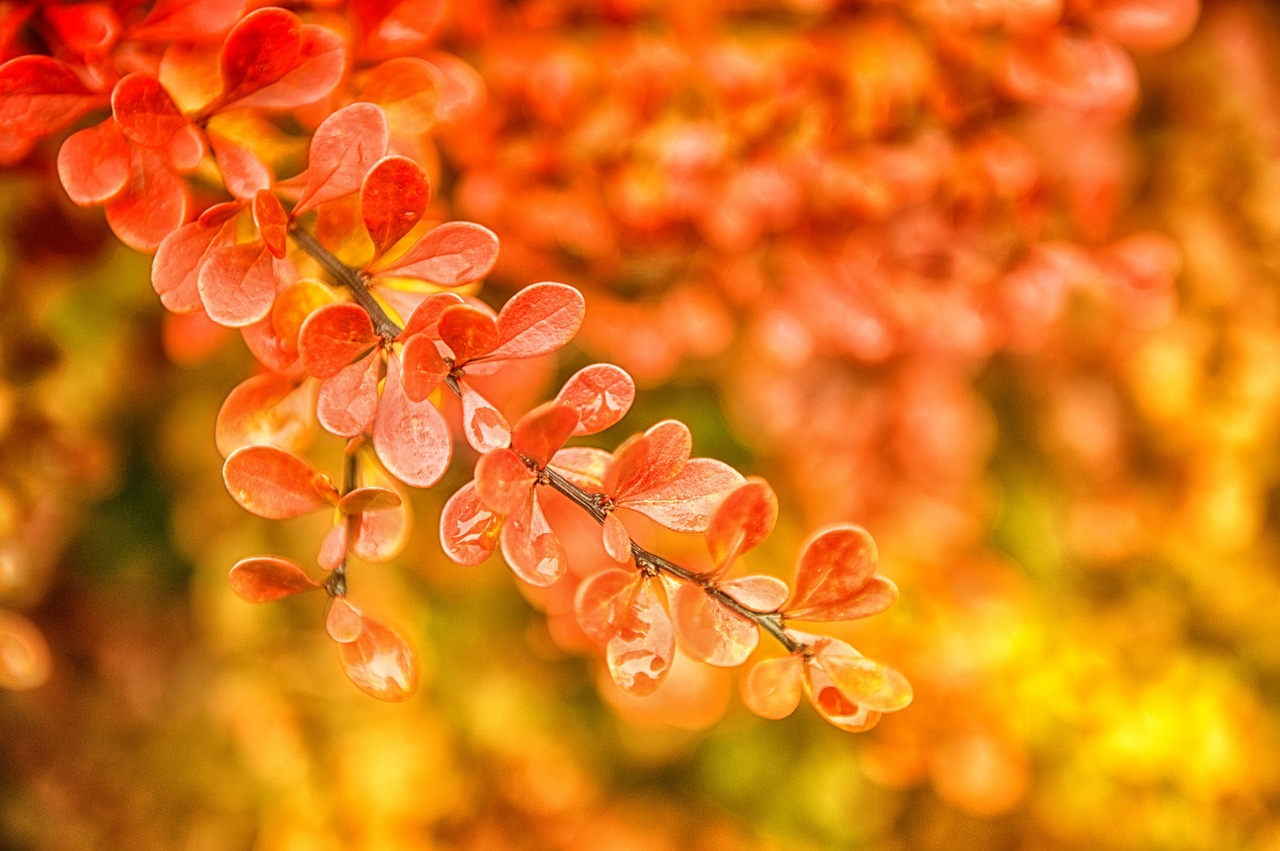 autumn leaves orange free photo