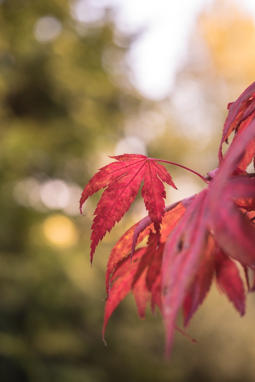 autumn leaves forest free photo