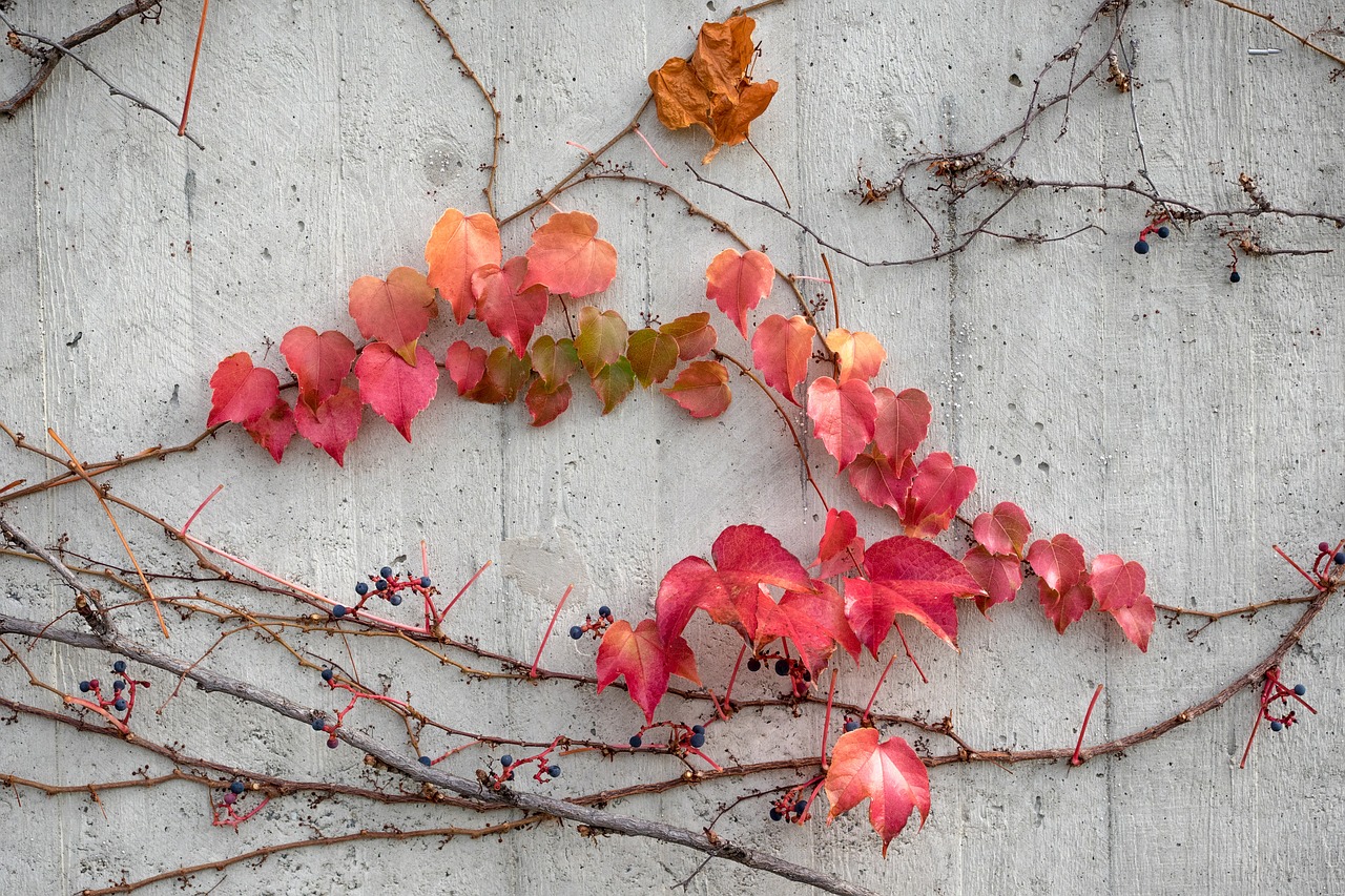 autumn leaves concrete wall free photo