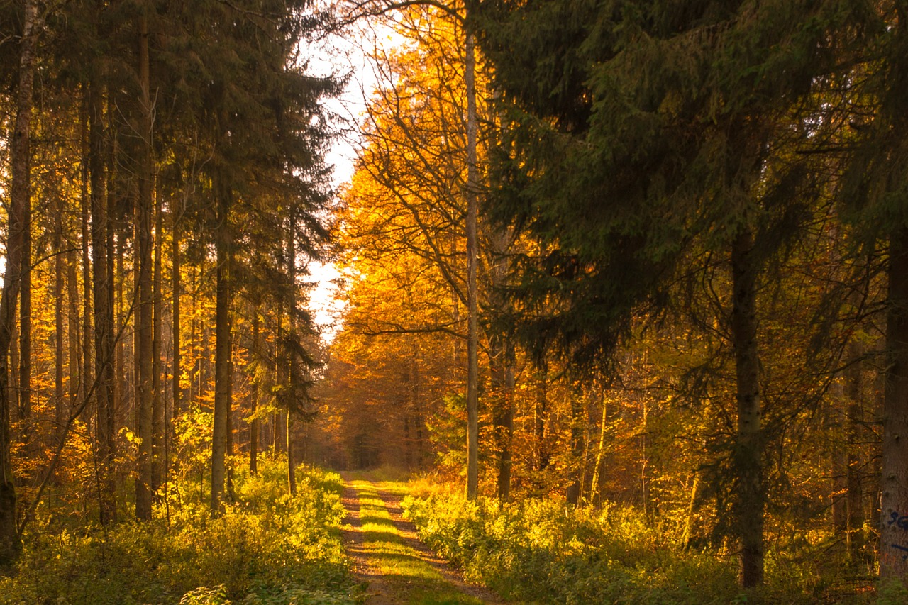 autumn forest leaves free photo