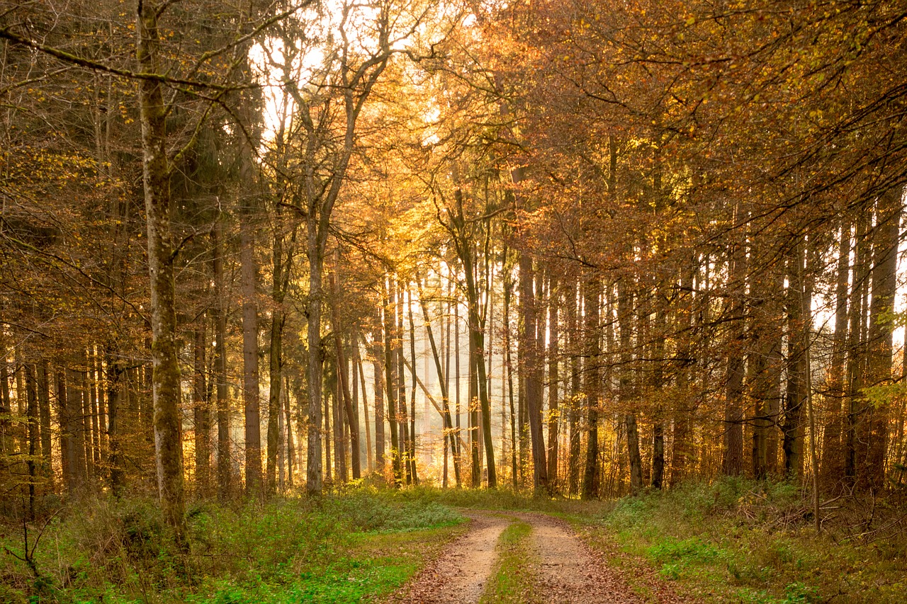 autumn forest leaves free photo