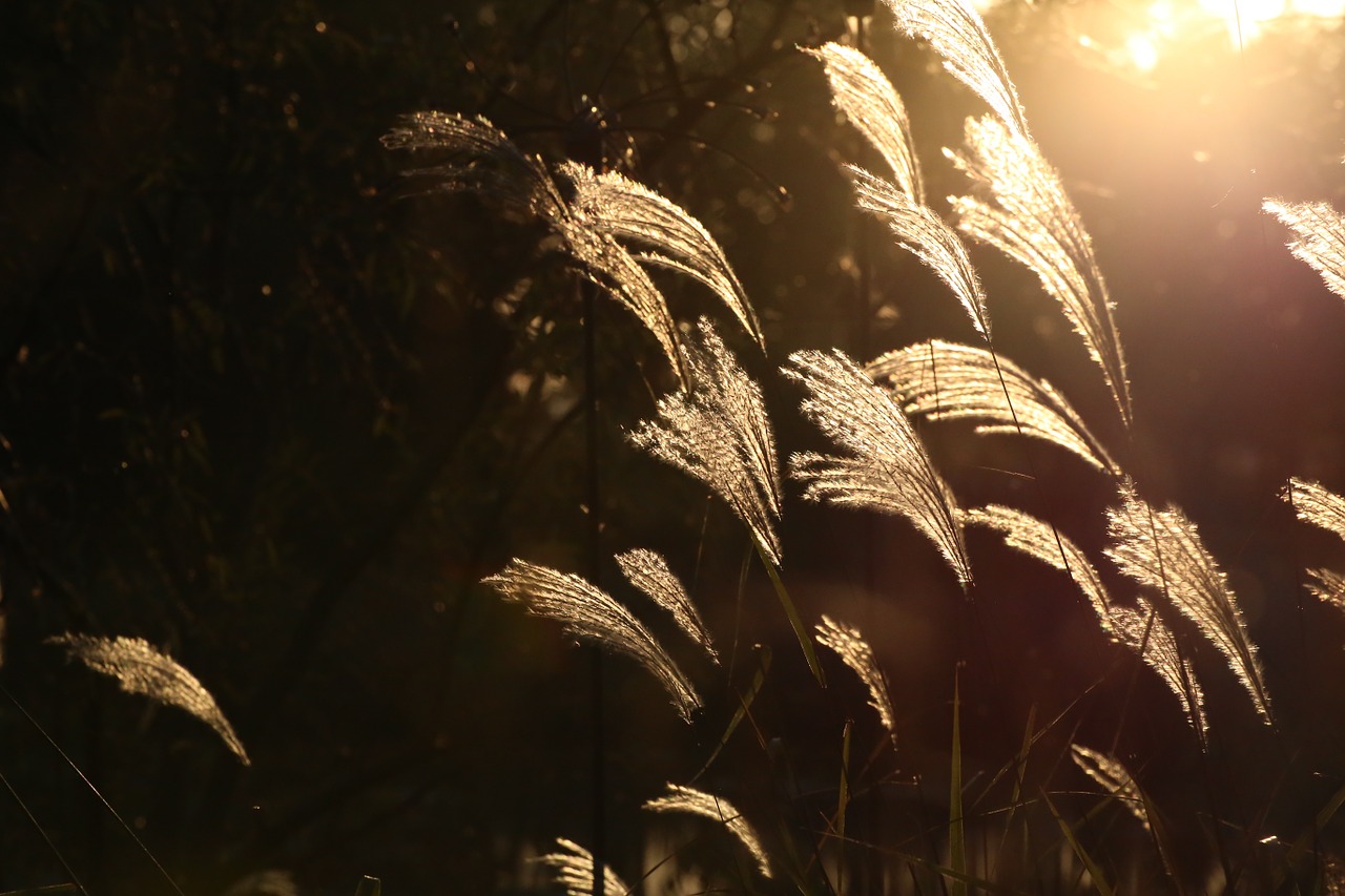 autumn silver grass sunset free photo