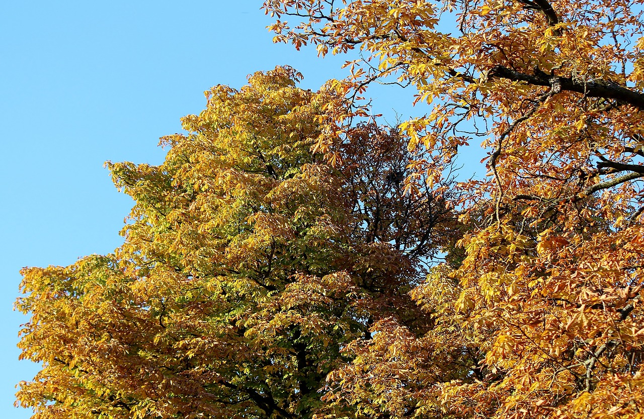 autumn trees golden autumn free photo