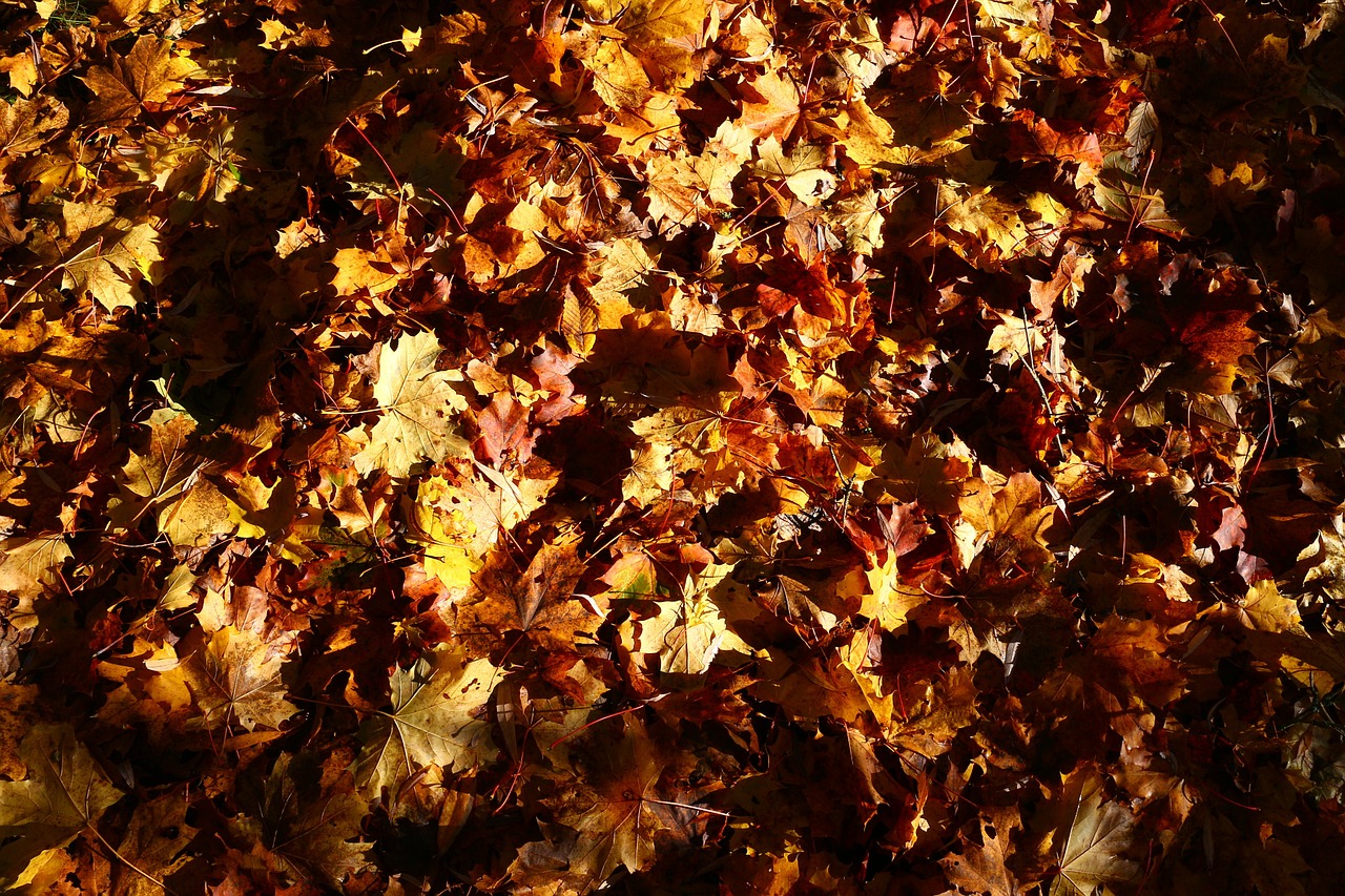 autumn leaves season free photo