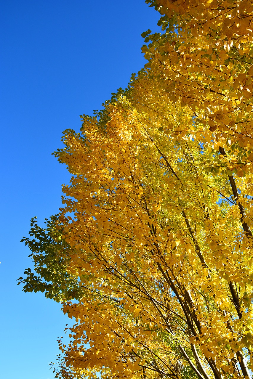 autumn yellow leaves blue sky free photo