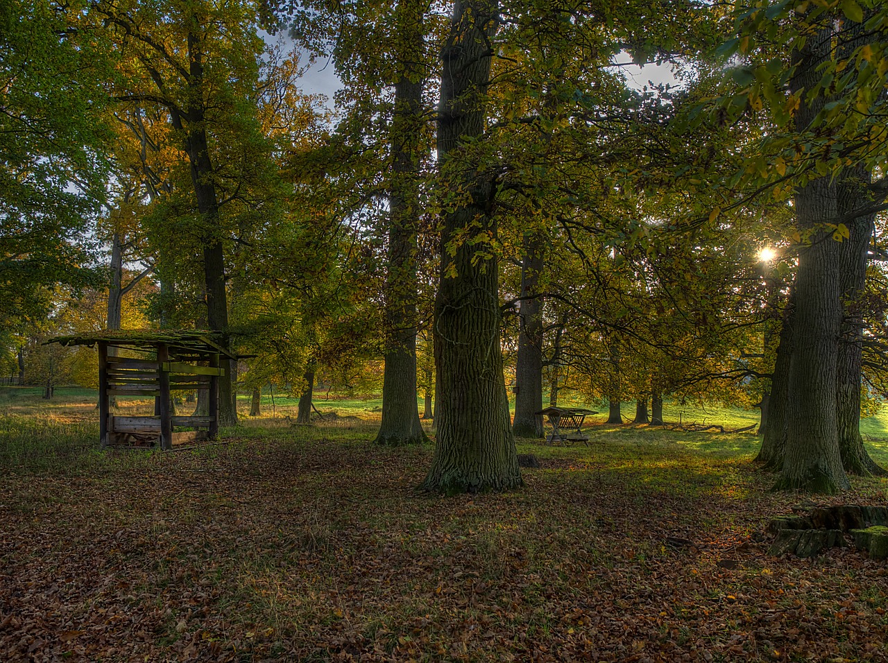 autumn herbsstimmung forest free photo