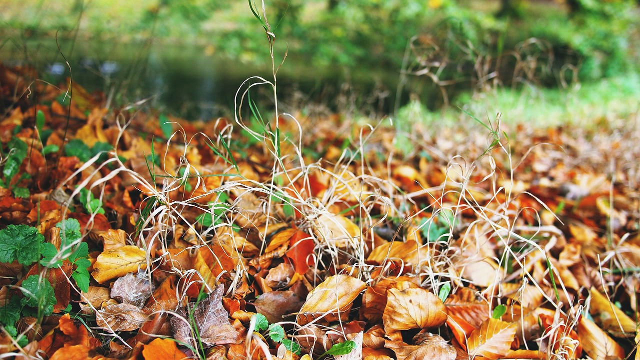 autumn fall leaves free photo