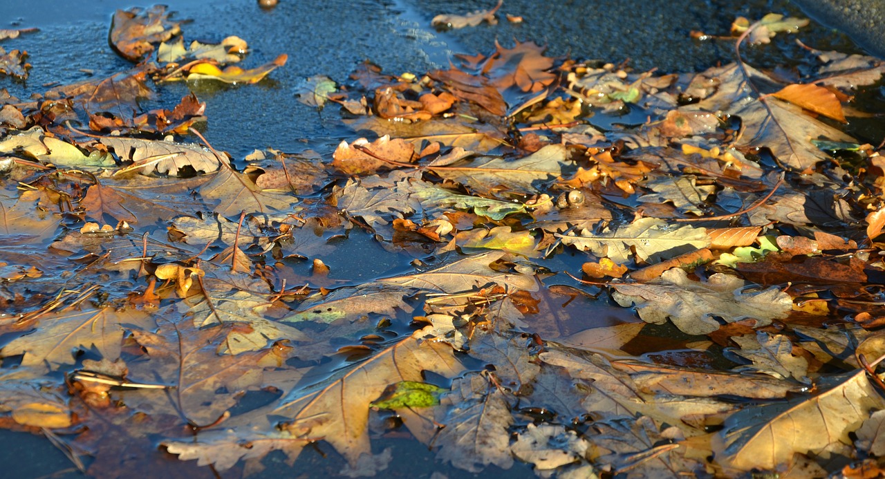 autumn leaves puddle free photo