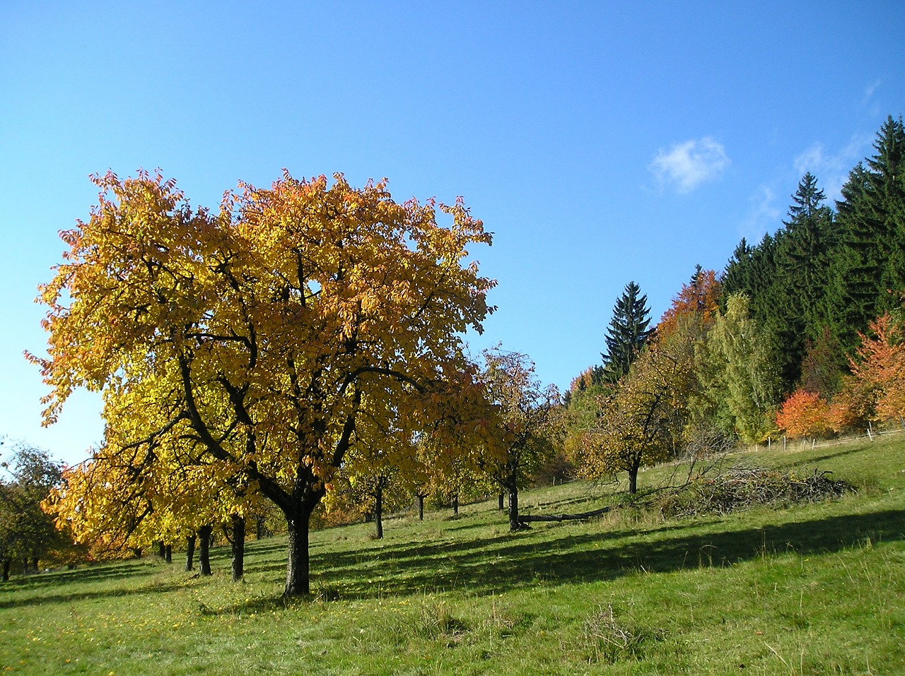 autumn tree jizera mountains free photo