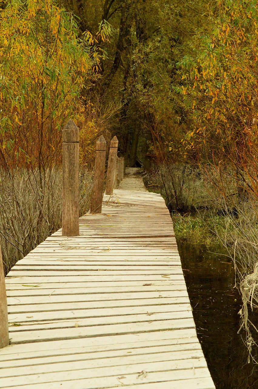 autumn bridge forest free photo