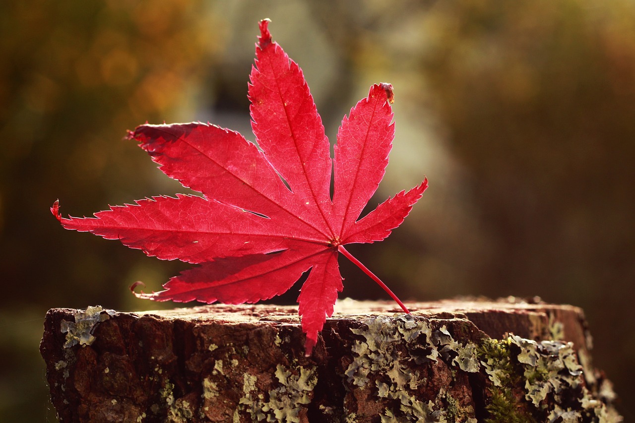 autumn leaf forest free photo