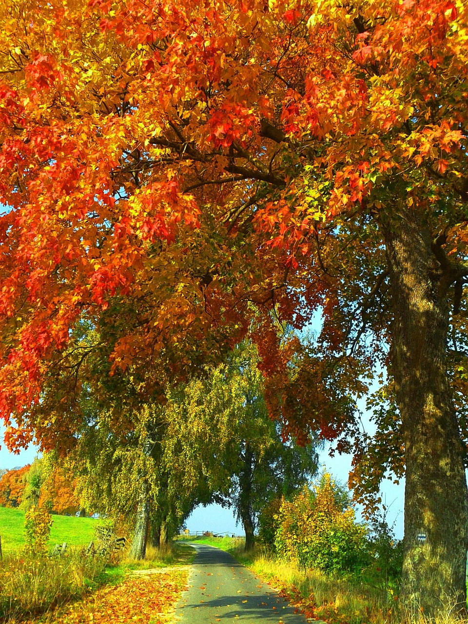 autumn nature tree free photo