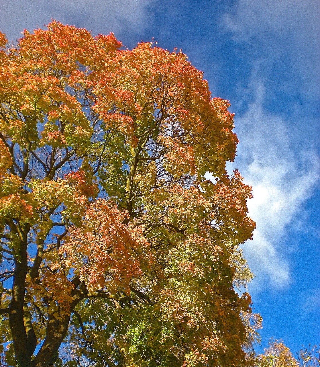 autumn tree yellow free photo