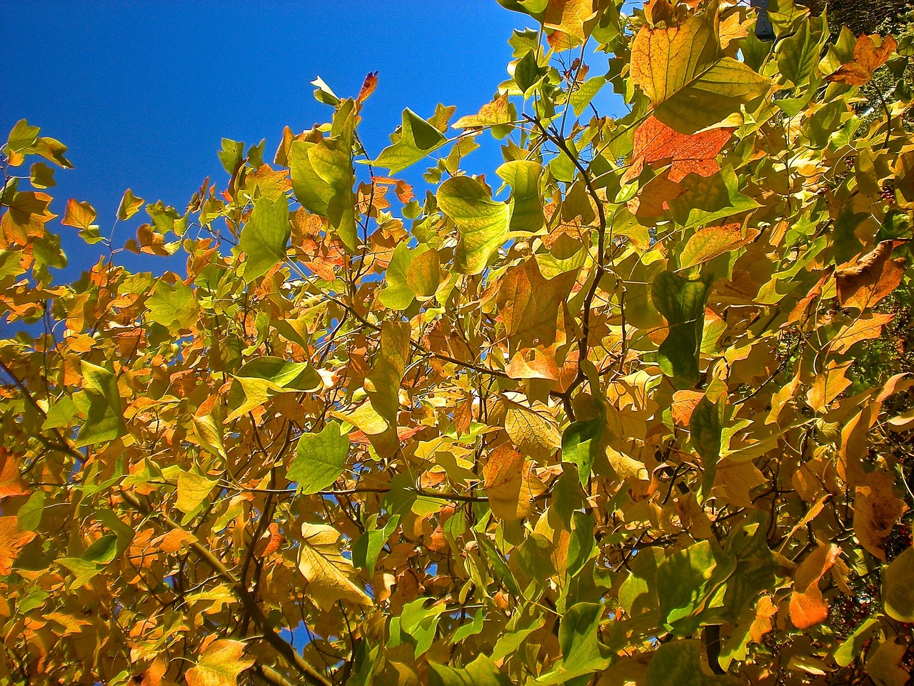 autumn foliage tree free photo