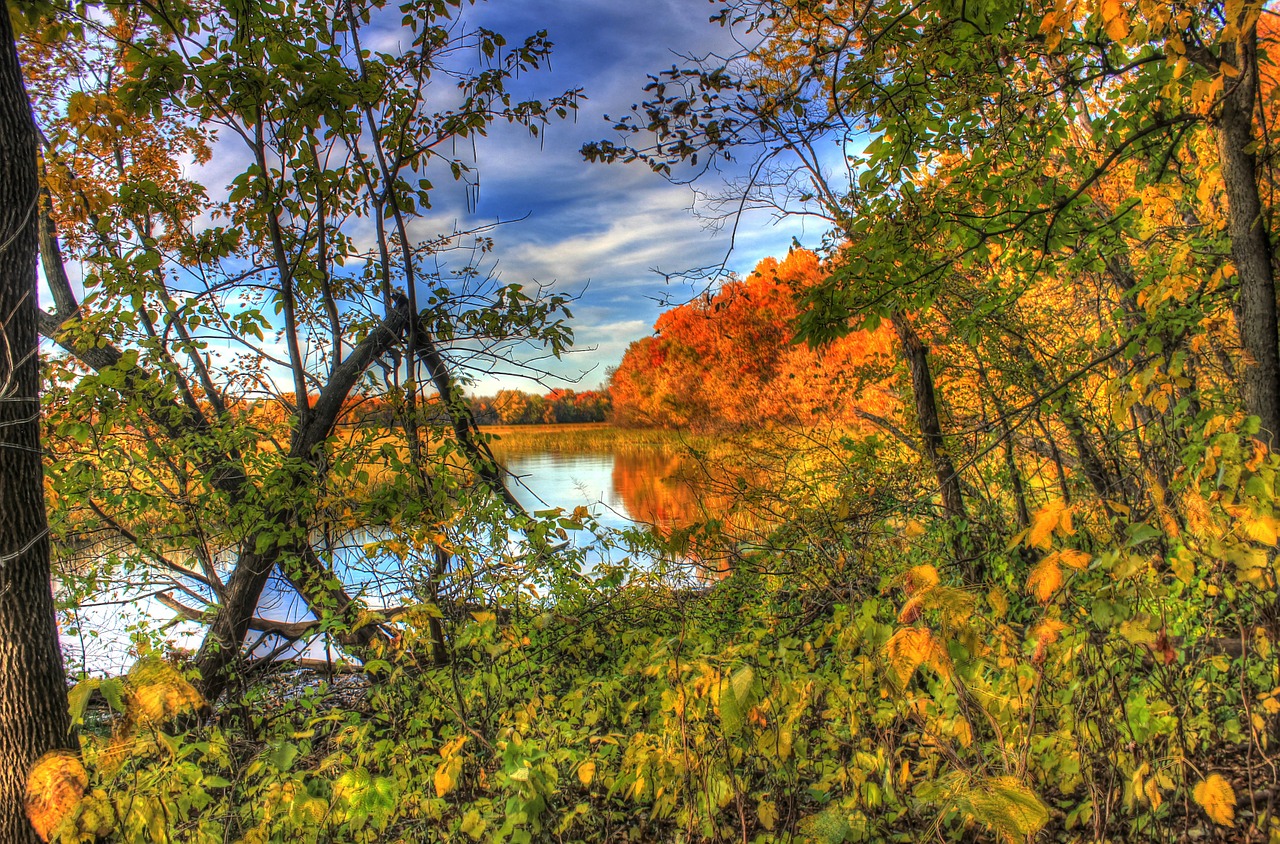 autumn fall forest free photo