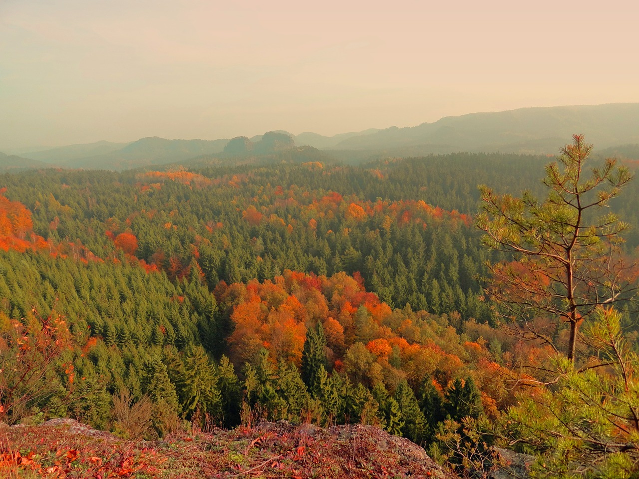 autumn forest saxon switzerland free photo