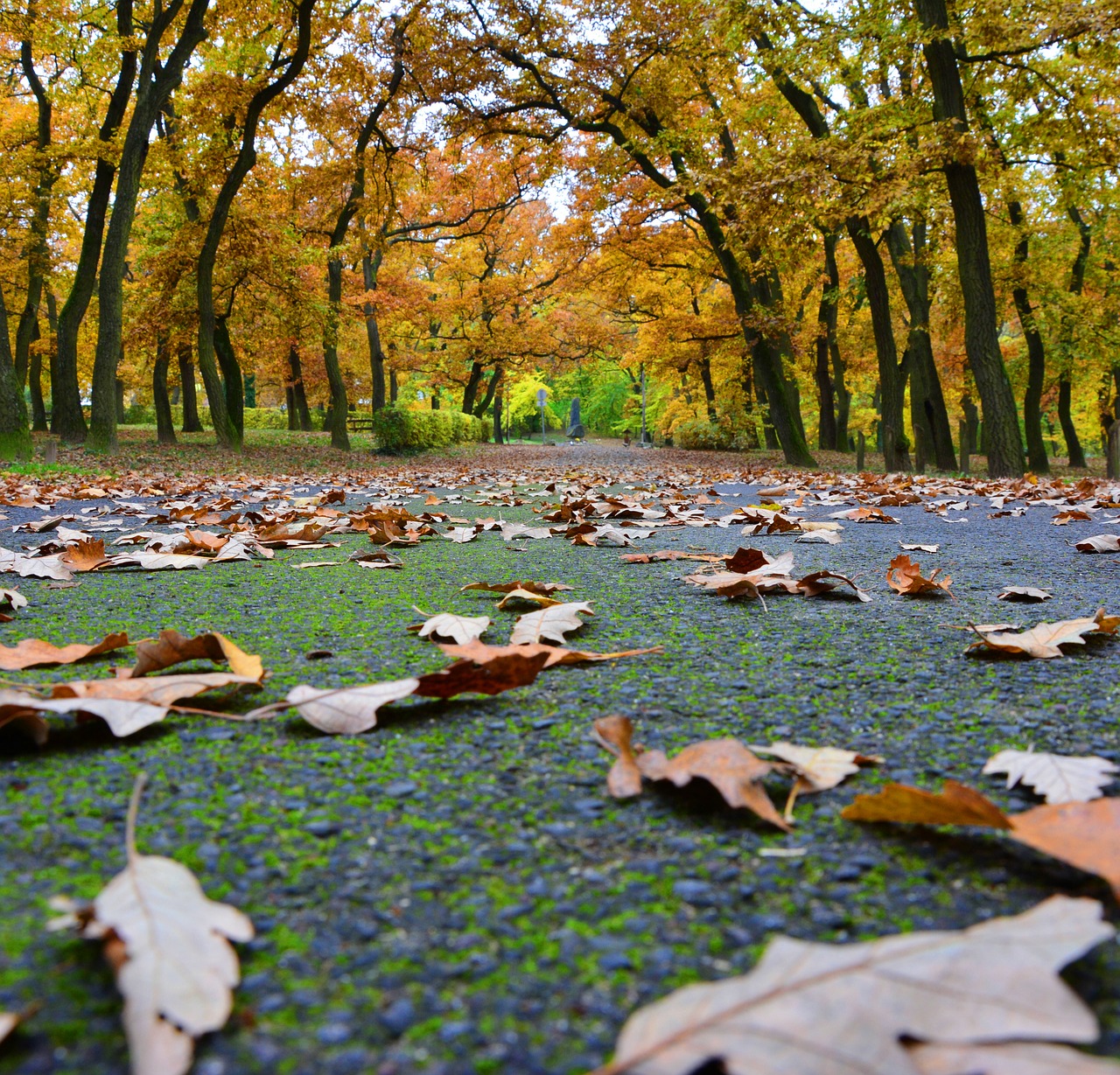 autumn leaves park free photo