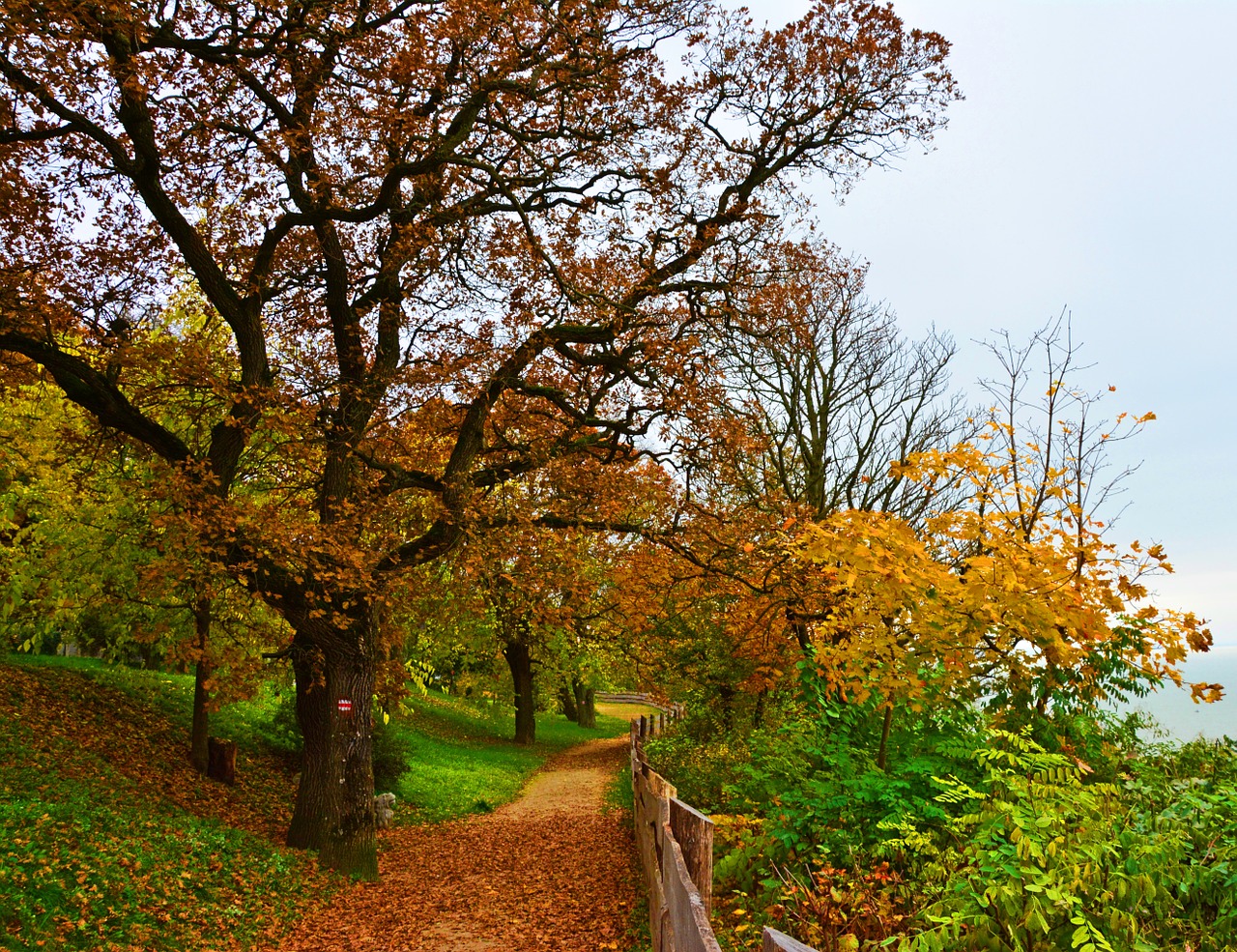 autumn leaves forest free photo