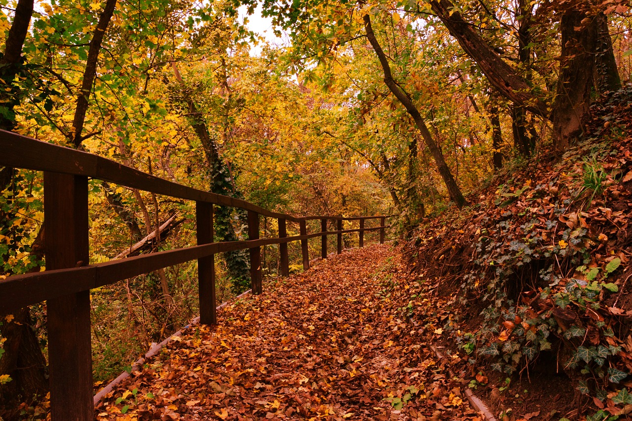 autumn leaves forest free photo