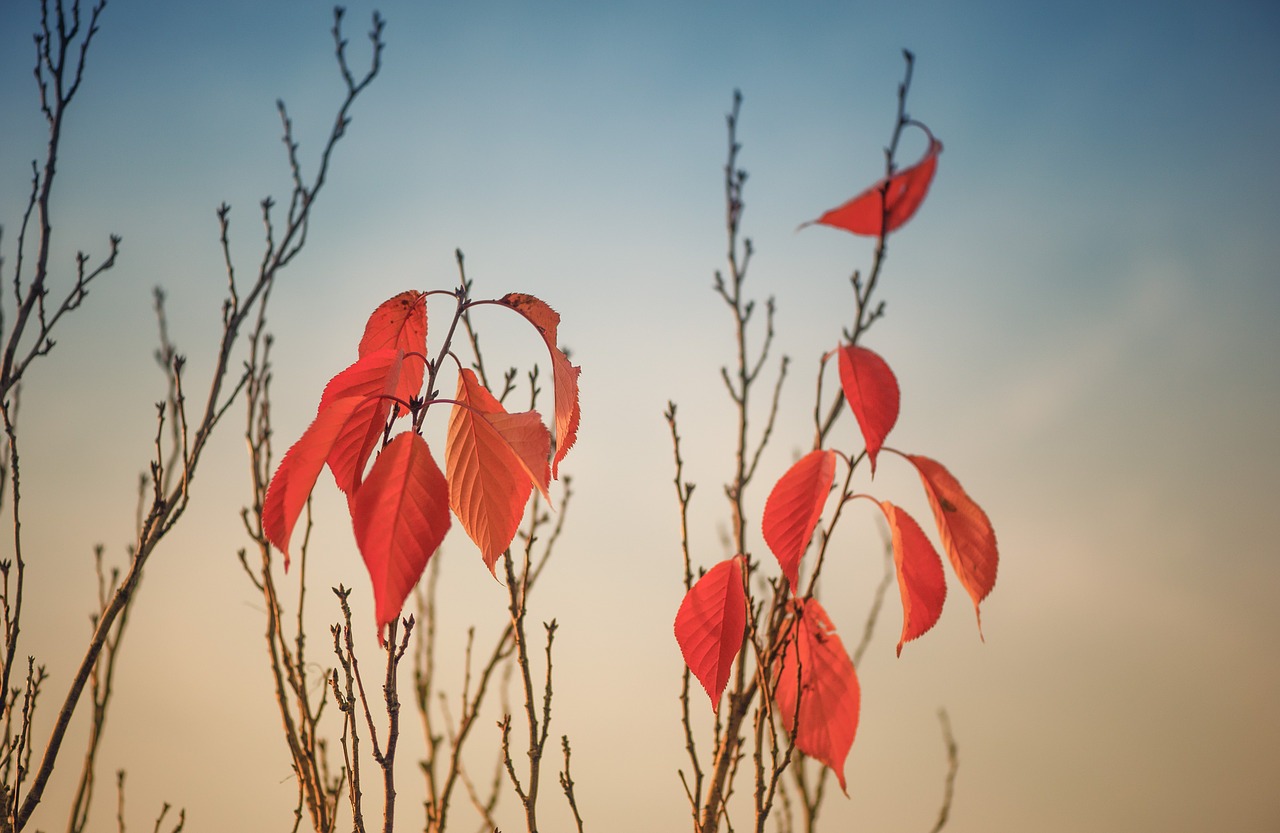 autumn leaves fall foliage free photo