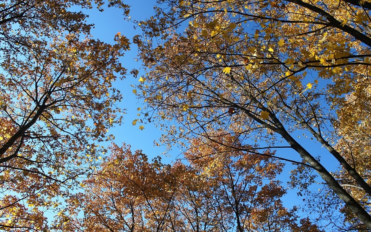 autumn clear sky trees free photo