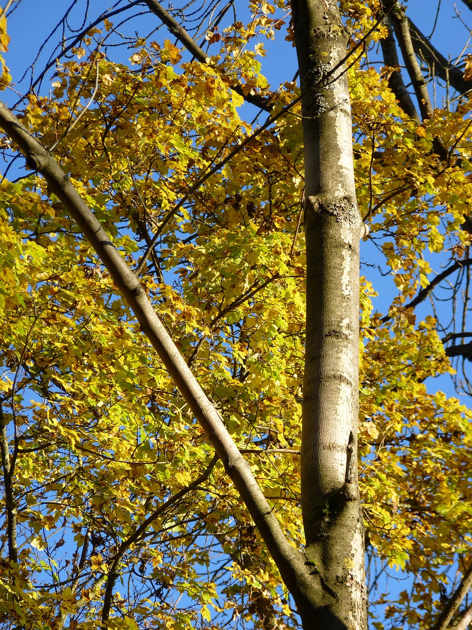 autumn leaves tree free photo