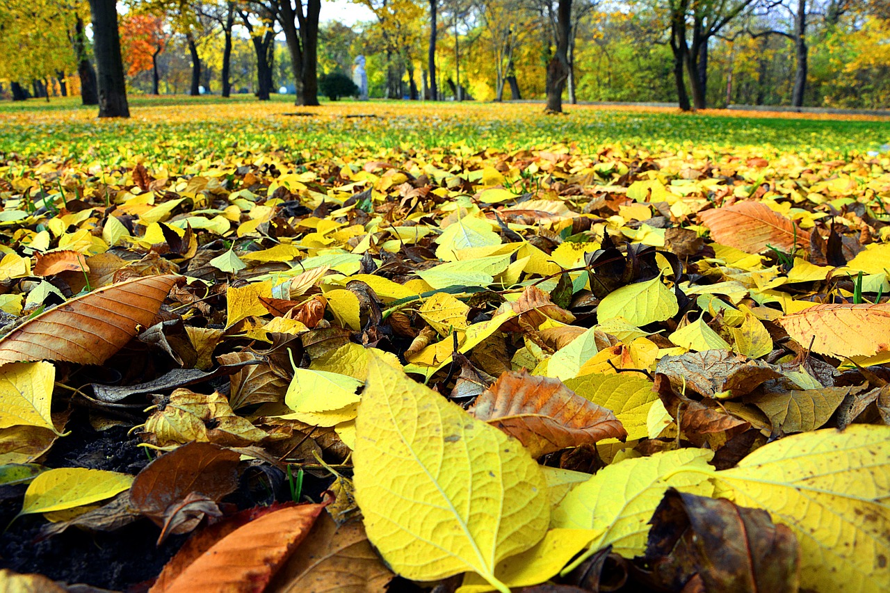 autumn leaves nature free photo