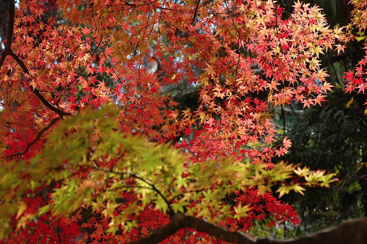 autumn maples autumnal leaves free photo