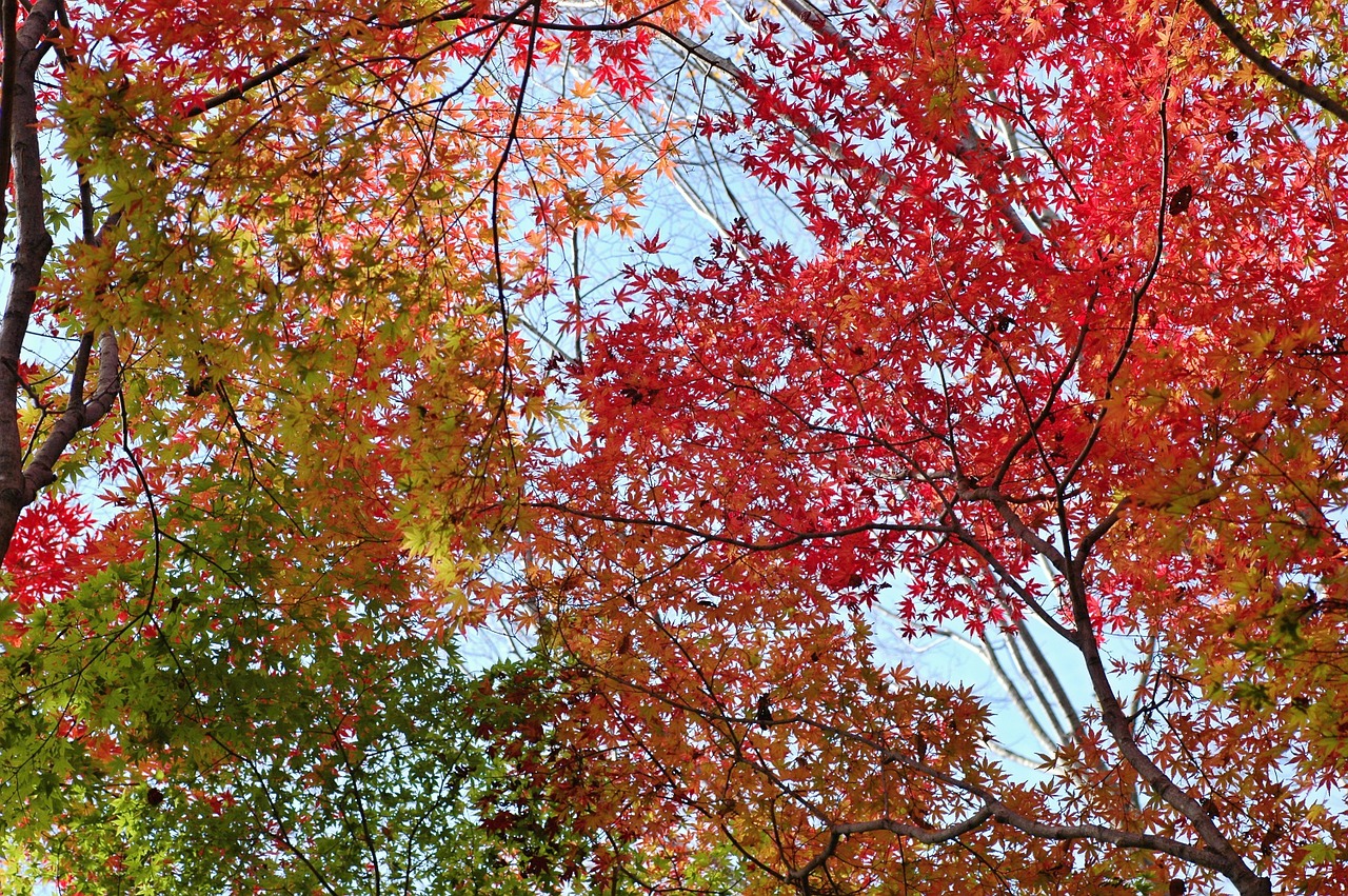 autumn autumnal leaves colorful free photo