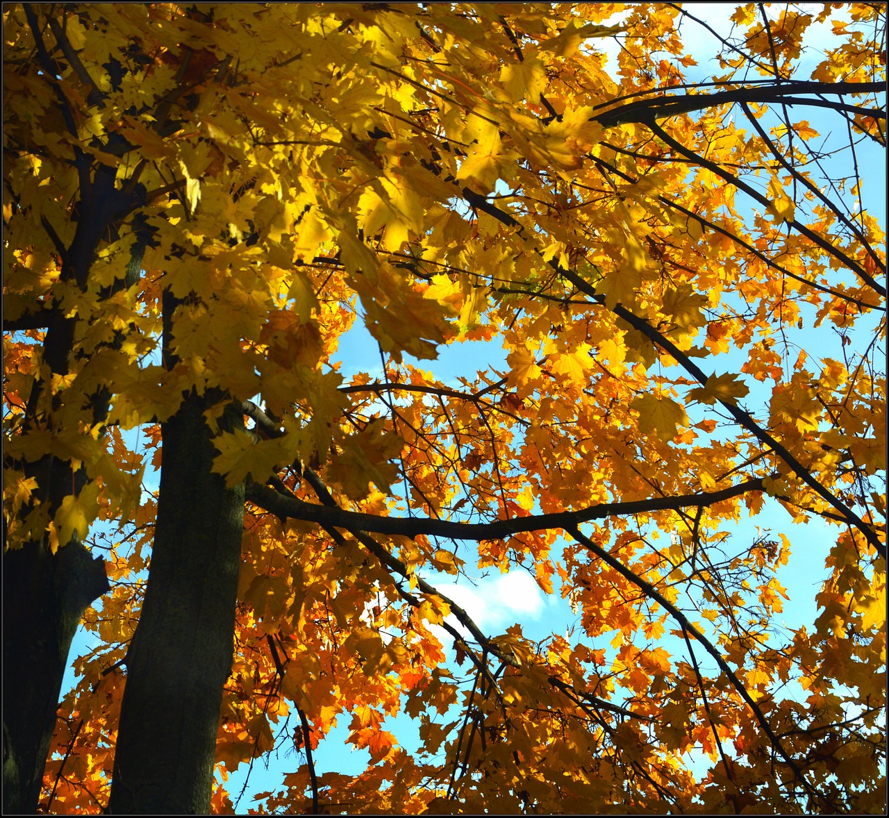 autumn leaves color free photo