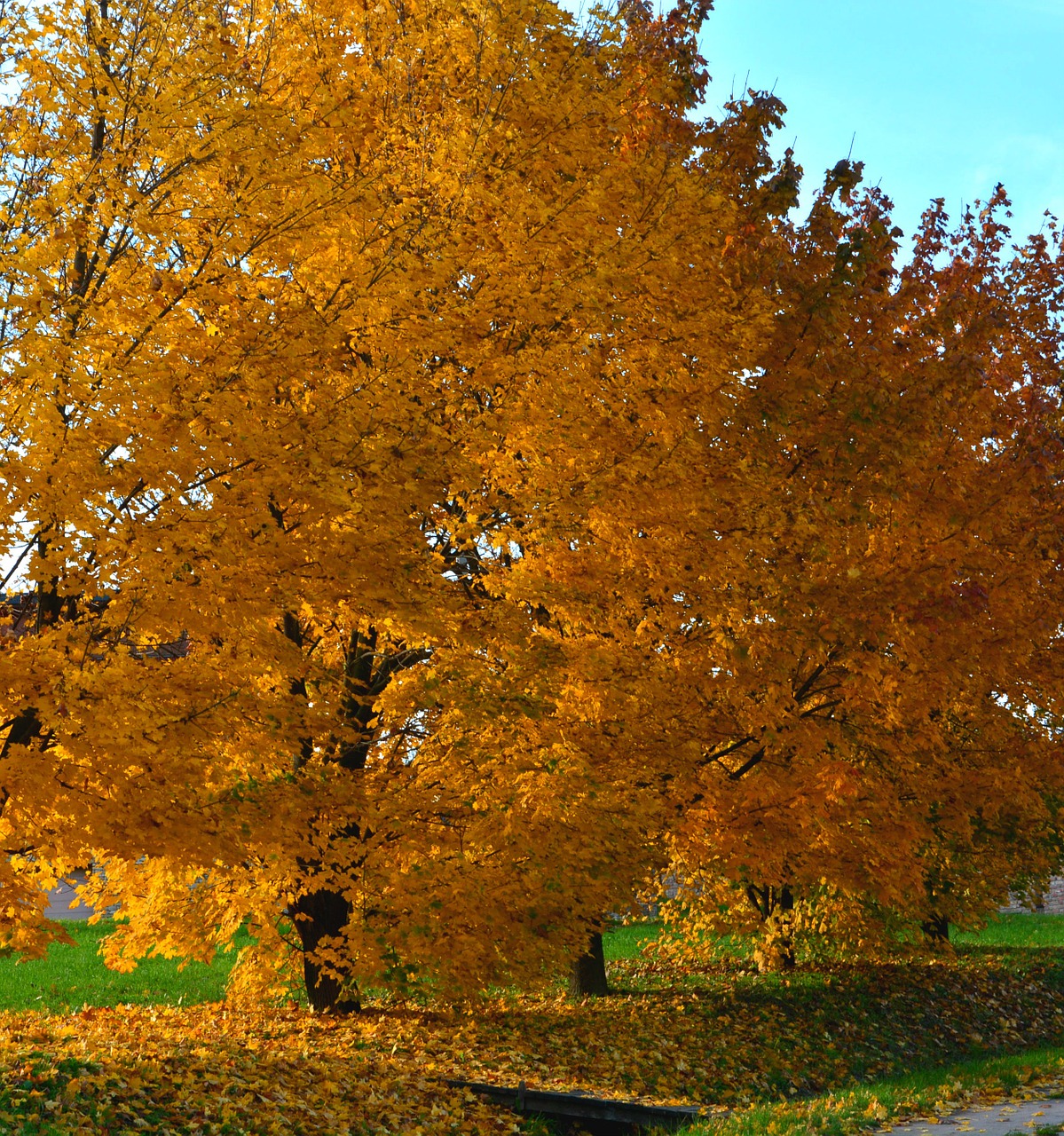 autumn wood leaves free photo